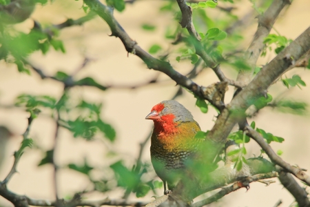 Melba Finch - African Exotic Birds - Colors in Natureの写真素材
