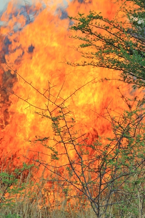 Fire and Flame Background - Dangerous Beautyの写真素材