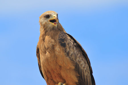 Yellow billed Kite - African Raptors - Portrait of an Icon