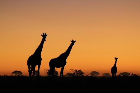 Giraffe Background - African Wildlife Background - Shapes and Colors in Natureの写真素材