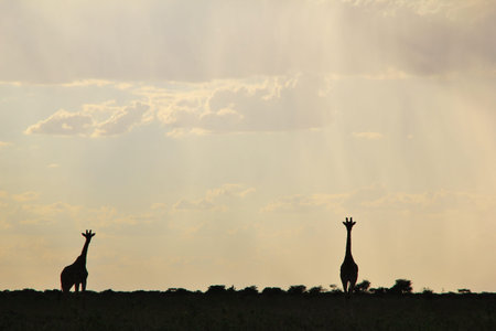 Giraffe Background - African Wildlife - Posture of Peaceの写真素材