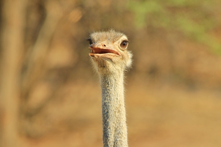 Ostrich Portrait - African Wildlife Background - Beak Beautyの写真素材