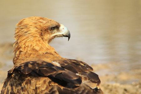 Tawny Eagle - African Wildlife Background - Sharpest Beak on the Blockの写真素材