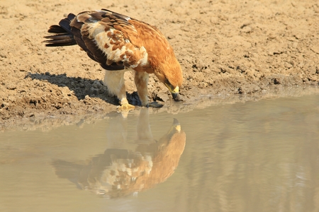 Tawny Eagle - African Wild Bird Background - Reflection of Greatnessの写真素材