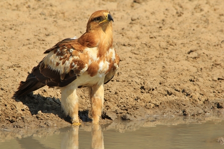 Tawny Eagle - African Wild Raptor Background - Golden Powerの写真素材