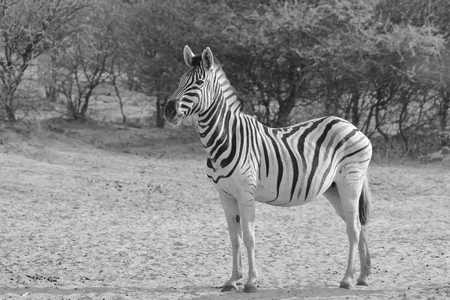 Zebra - African Wildlife Background - Natural Patternsの写真素材