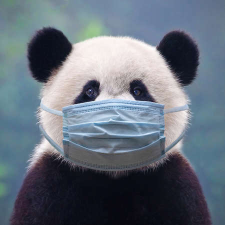 Giant panda bear wearing face maskの写真素材