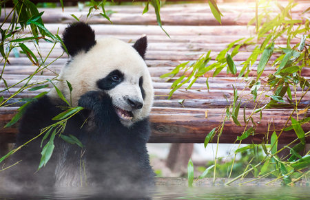 Endangered giant panda bearの写真素材