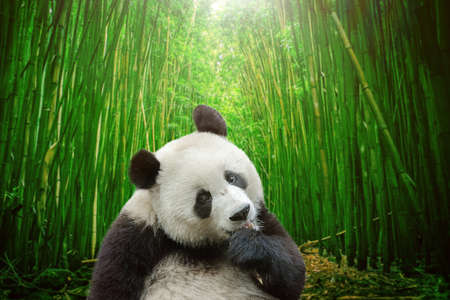 Giant panda bear in bamboo forestの写真素材
