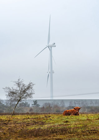 Scottish highland cow sitting in the field with wind turbine in the background
