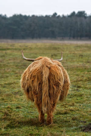 View of long-haired Scottish highland cattle from behindの写真素材