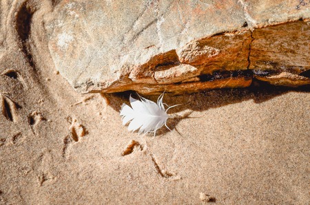 Featherの写真素材