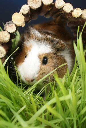 Guinea pig 