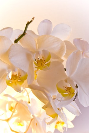 Orchid の写真素材