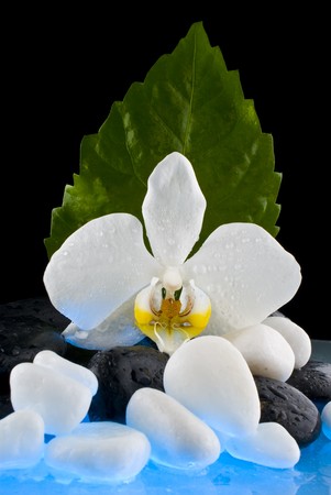 Orchid and stones の写真素材