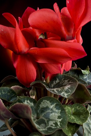 Red flower の写真素材