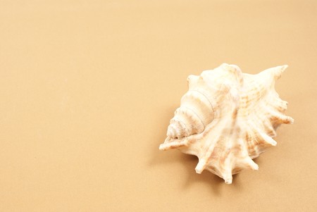 Vacation memories from beach, seashellの写真素材