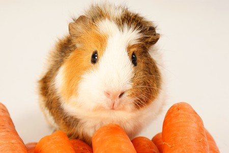 guinea-pig and carrots on a grey background の写真素材