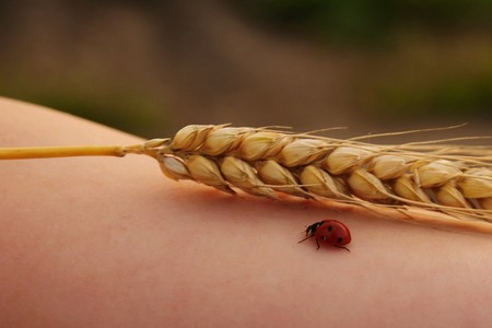 Corn and a little ladybugの写真素材