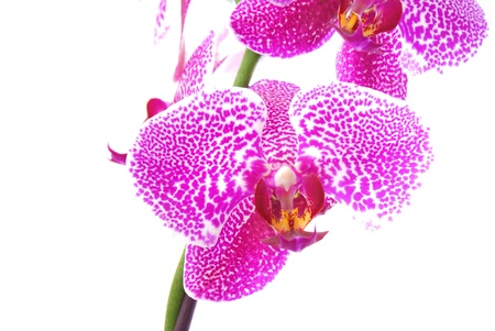 Branch of violet orchid,isolatedの写真素材