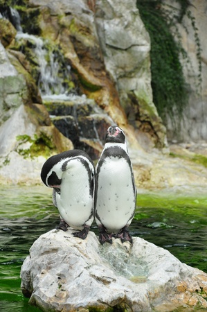 two penguins の写真素材
