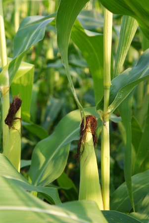 Green young corn in field in early summer の写真素材