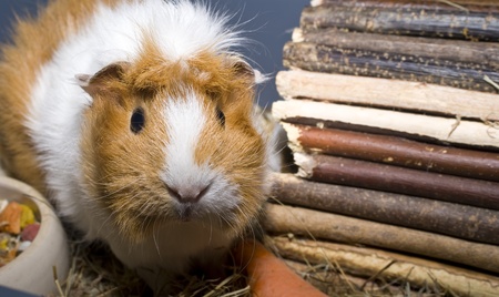 Guinea Pigの写真素材