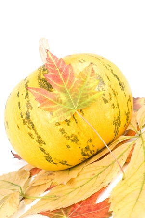 pumpkin and leafes isolated on whiteの写真素材