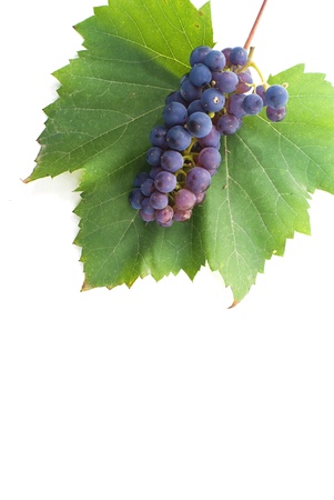 fresh grape with leaves の写真素材