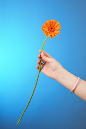Yellow gerbera in woman hand の写真素材
