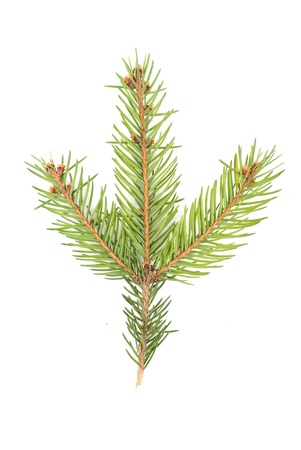green banch of fir isolated on white の写真素材