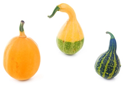 Mini Pumpkins Isolated on a White Background の写真素材