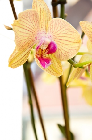 Close-up of a yellow orchid with pink spots の写真素材
