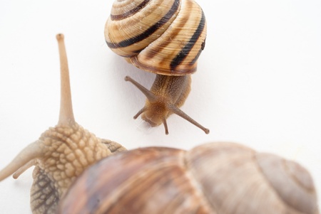 Talk of two snails.isolated の写真素材