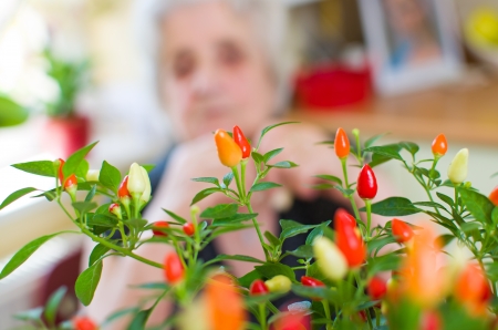 hot chili peppers, plant の写真素材