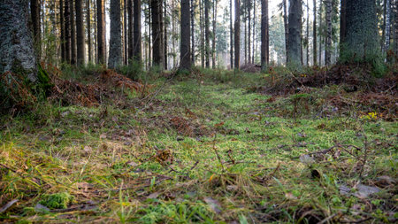Natural forest of spruce and deciduous forest. Sun rays through the fog create a mystical atmosphere.の写真素材