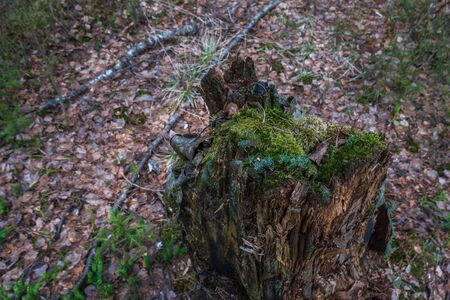 The old stump felled for a long time stands in the middle of the forest. A felled tree in the woods.の写真素材