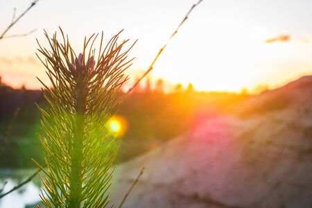 Unusual sprout of a tree, against the backdrop of a beautiful sunset. An unusual prickly flower, similar to a cactus.の写真素材