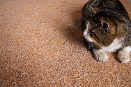 The cat looks at the camera. The big cat muzzle is a close-up. White with brown pet cat. Green eyes and large scars and cuts on the nose.の写真素材