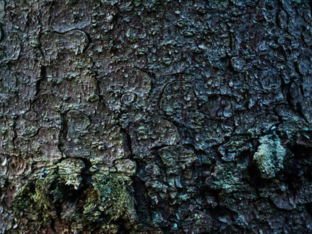 Colorful saturated bark of wood. The woody texture. Perfect as a background. Green little leaves on the bark of coniferous wood. Moss on the crust. の写真素材