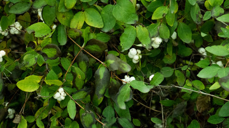 Closeup white berries on green leaves background.