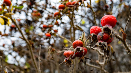 Prickly dogrose on a bright winter day. Bushes of red berries on a background of a winter sky.