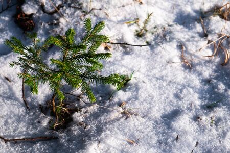 A small conifer tree grows in the forest in winter. A small christmas tree in the background of snow. A branch of the pout on a white snow background with a place for text.の写真素材