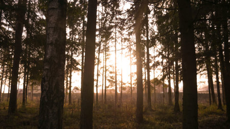 A bright ray of light wading through the deciduous and spruce green forest. Calm summer warm mood.の写真素材