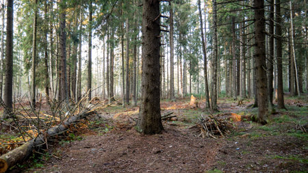 Natural forest of spruce and deciduous forest. Sun rays through the fog create a mystical...