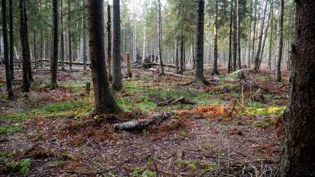  Natural forest of spruce and deciduous forest. Sun rays through the fog create a mystical...