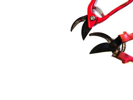 The secateur on a white background. Isolated garden scissors. Nippers. Gardening and caring for...