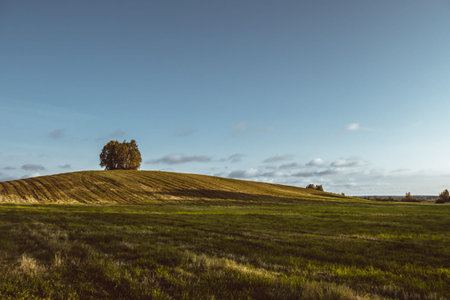 Beautiful landscape, a large green field, a hill or a hill on which a huge tree grows. Blue sky...