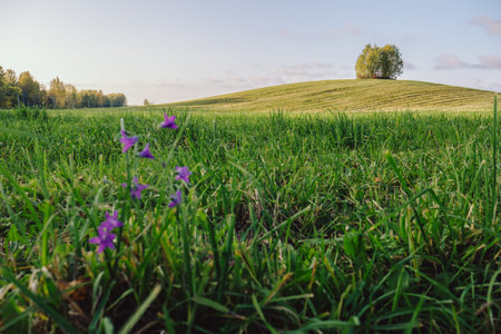 A large field and tall green grass. Purple flowers in the foreground, in the background small hills...