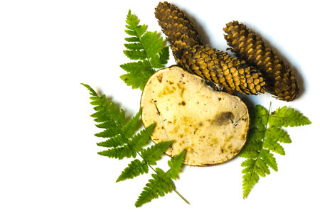 A combination of different parts of the forest such as leaves, cones, fern, large white mushroom on...